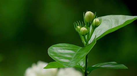 樹茉莉|茉莉花（木樨科素馨属植物）